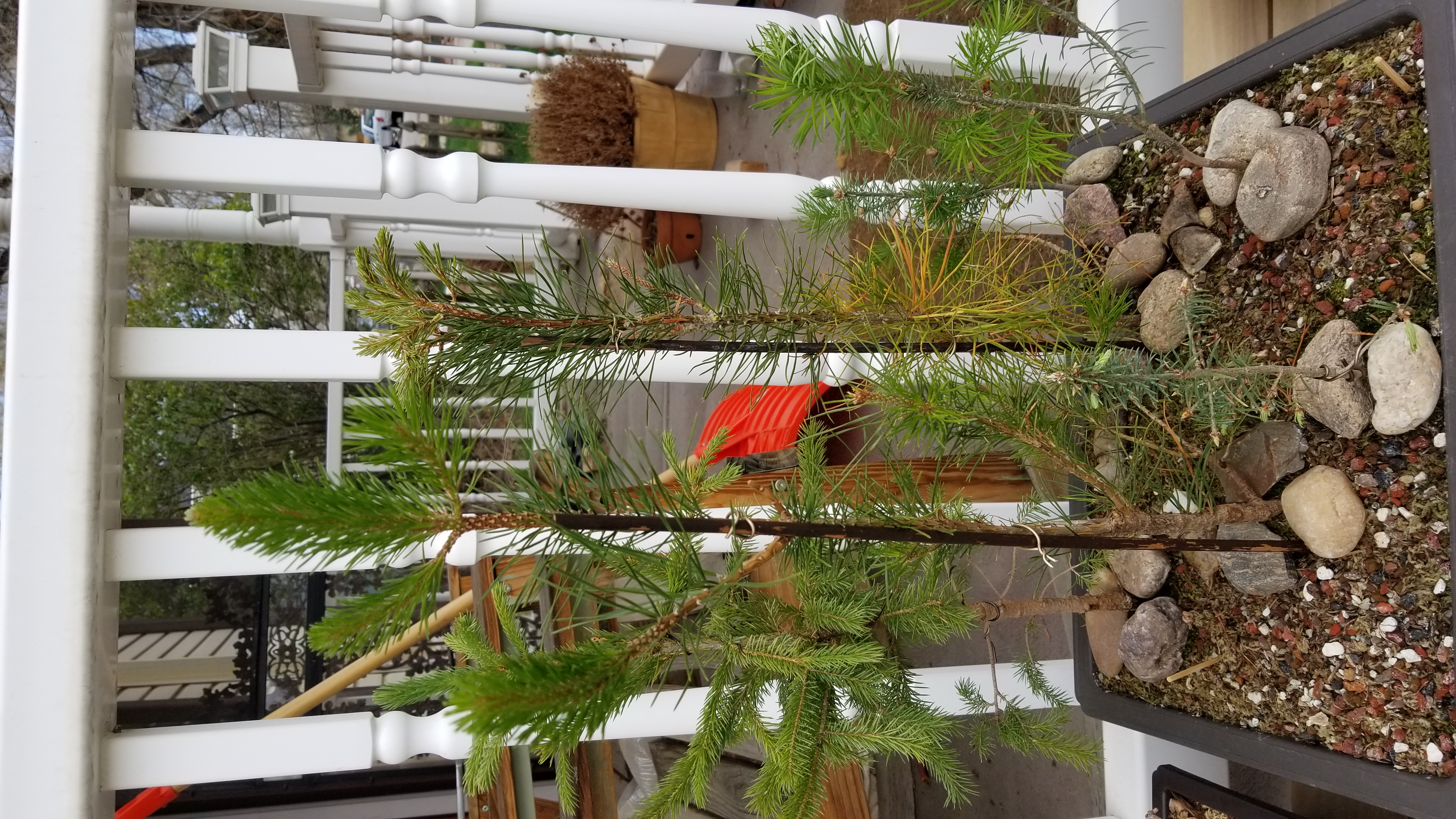 Any ideas on What's up with my Lodgepole? content media