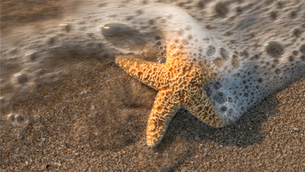 The Starfish - Adapted from The Star Thrower, by Loren Eiseley