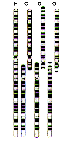 Figure 1.1: Source: (http://www.gate.net/~rwms/hum_ape_chrom.html) A comparison of human chromosome 2 with chimp genes 2a and 2b.