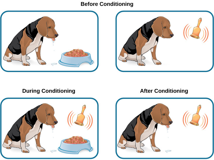 Conditioned Reflex