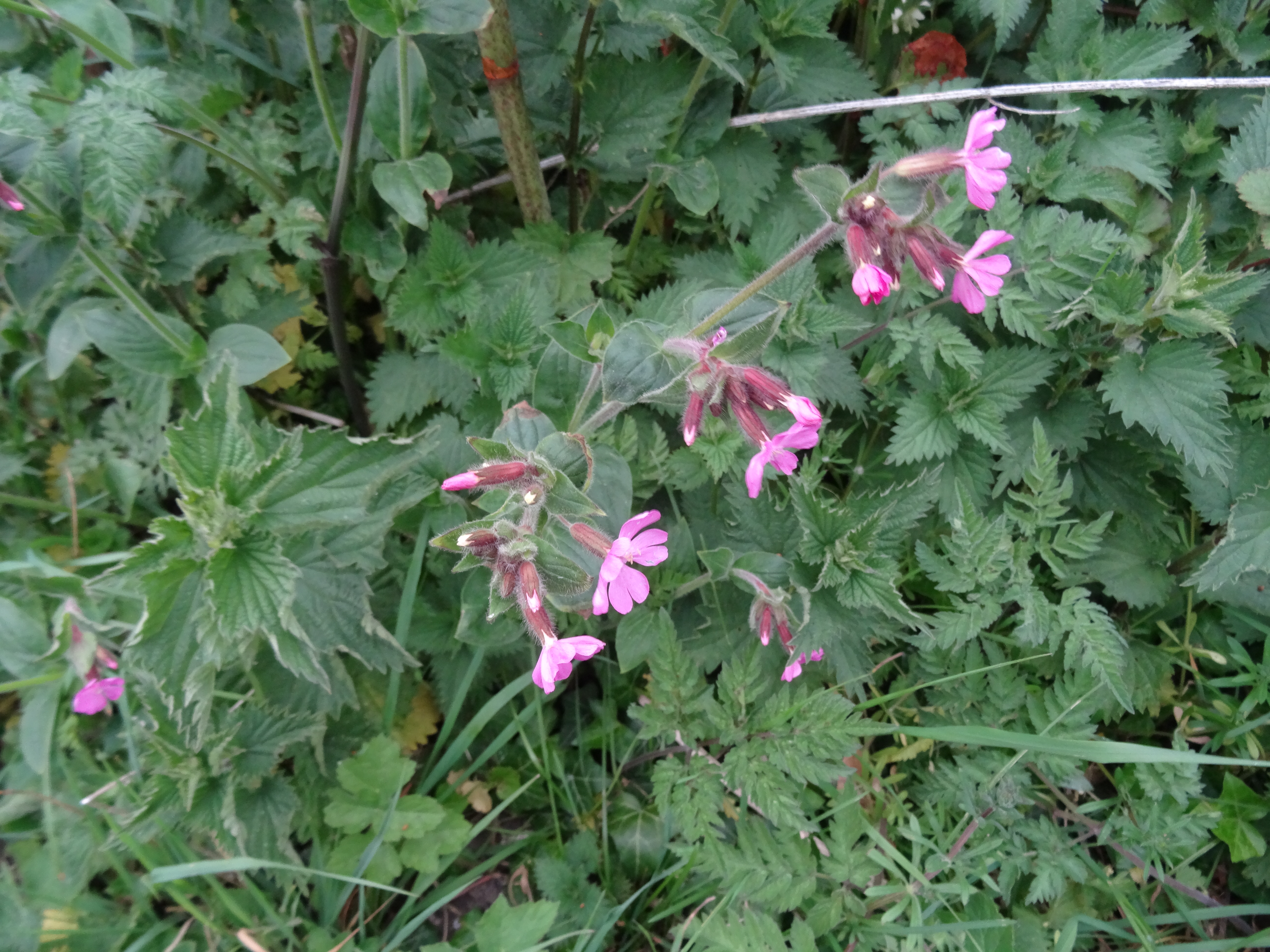 Red Campion flowering near Findon, Worthing content media