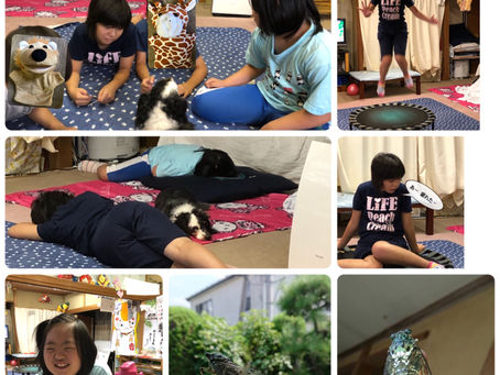 今日のすみれ