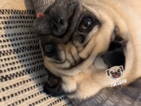 Luna Tongue Out Tuesday