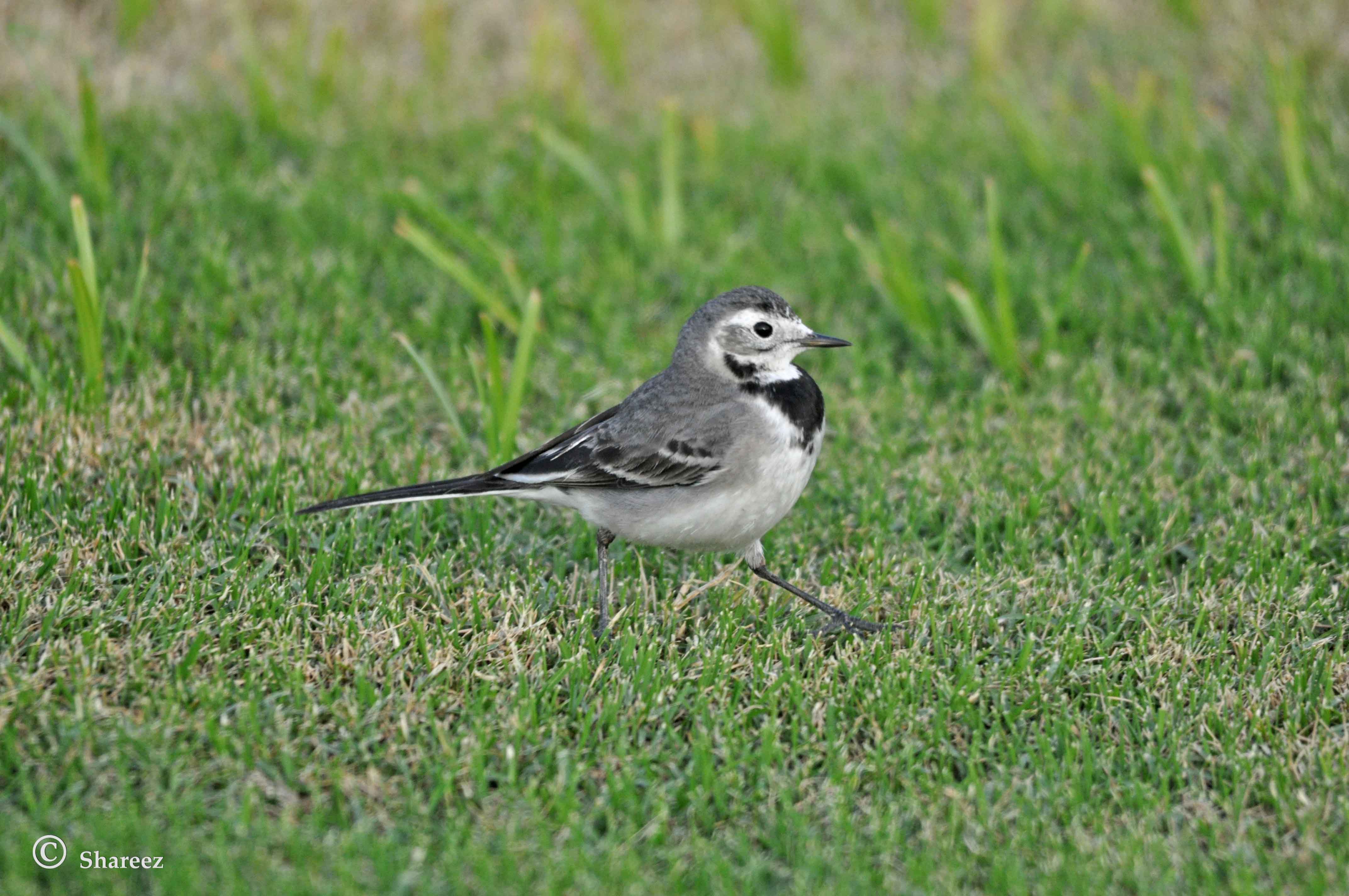 Wagtails content media