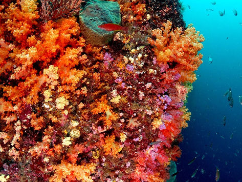 [7월 31일~3일] 제주도 다이빙 여행~