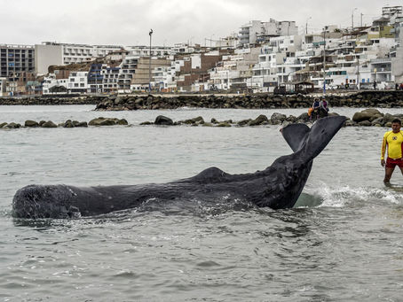 Muere cachalote varado en San Bartolo pese a esfuerzos por salvar su vida
