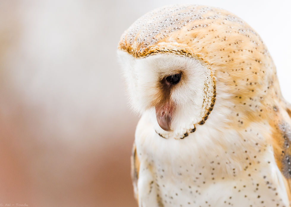 Tyto - Schleiereule- Tierpark Hellabrunn