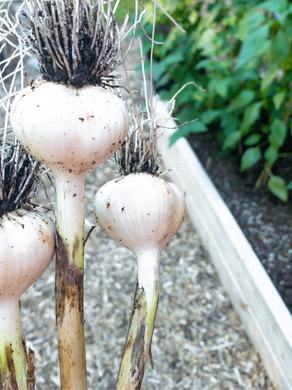 What Type Should You Grow: Garlic