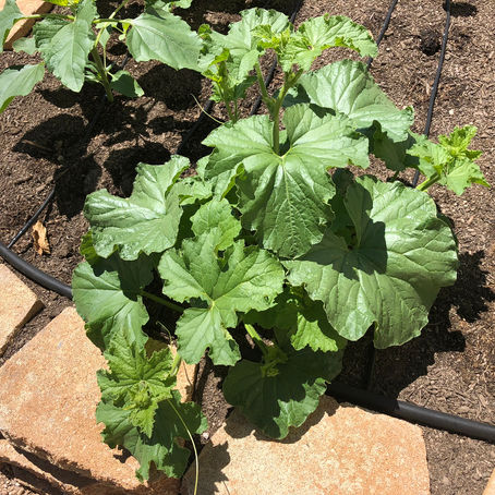 Summer Vegetable Garden Update: June 2019