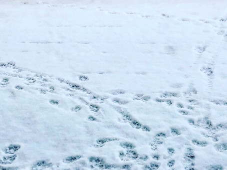 Paw prints