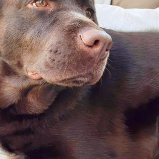 A life with a labrador!