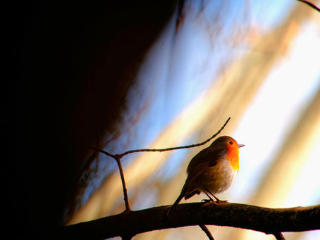 Poem: The Ardent Bird