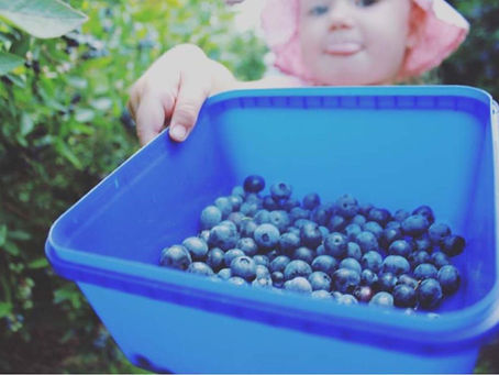 終於到了水果採摘季,美味藍莓在等你