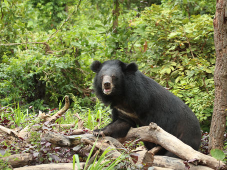 The Animal Welfare Anomaly - why the illegal trade in bears is winning.