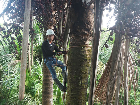 Gobierno aprueba nueva lista oficial de especies forestales
