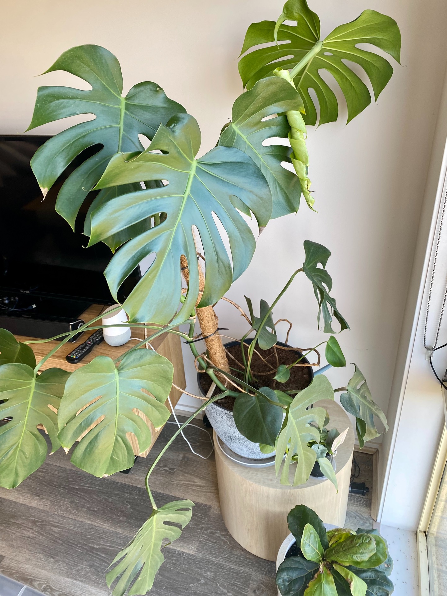 This is one of my little brother's favorite plants! She's absolutely stunning content media