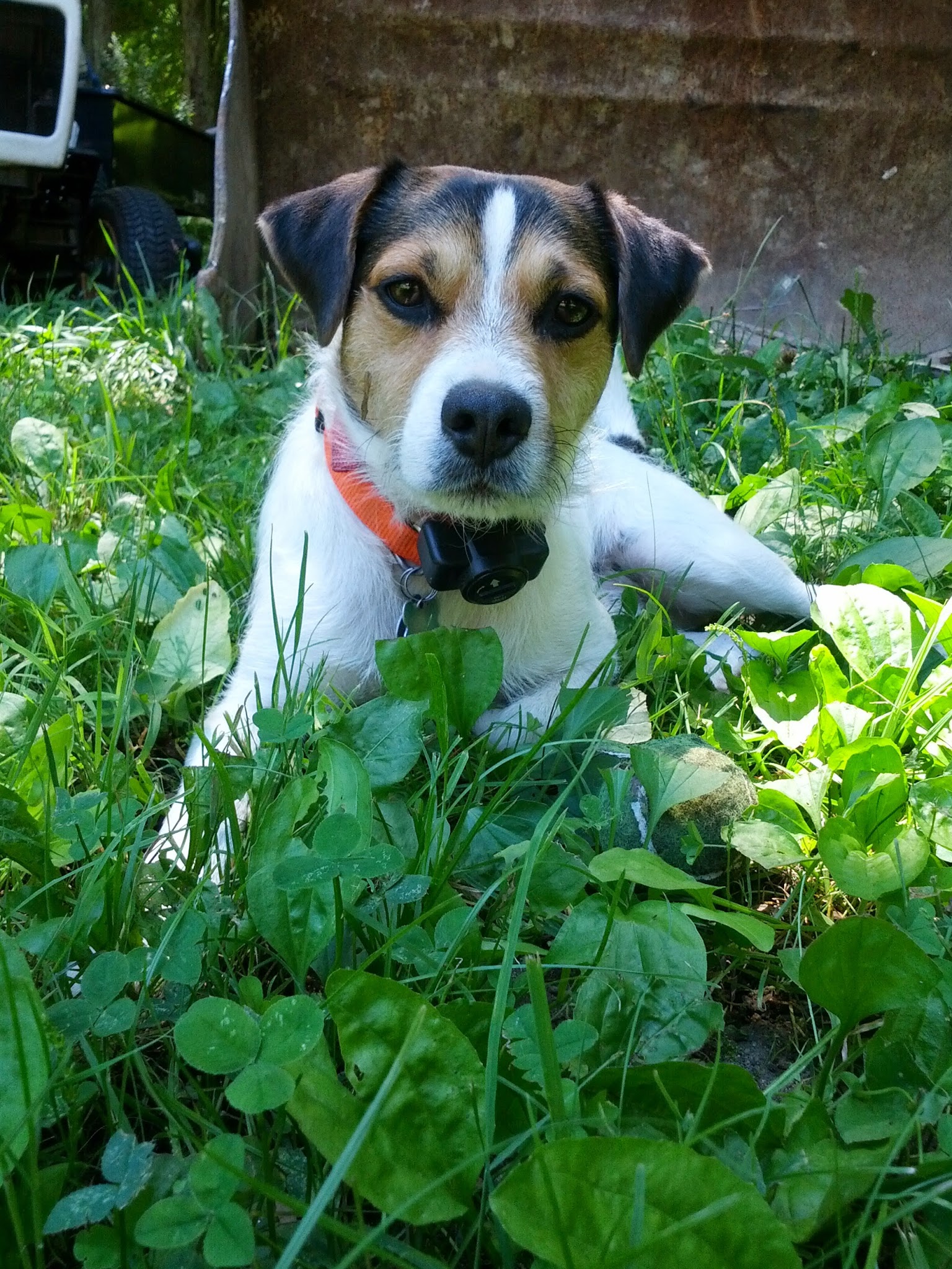 Missing Parsons Terrier content media