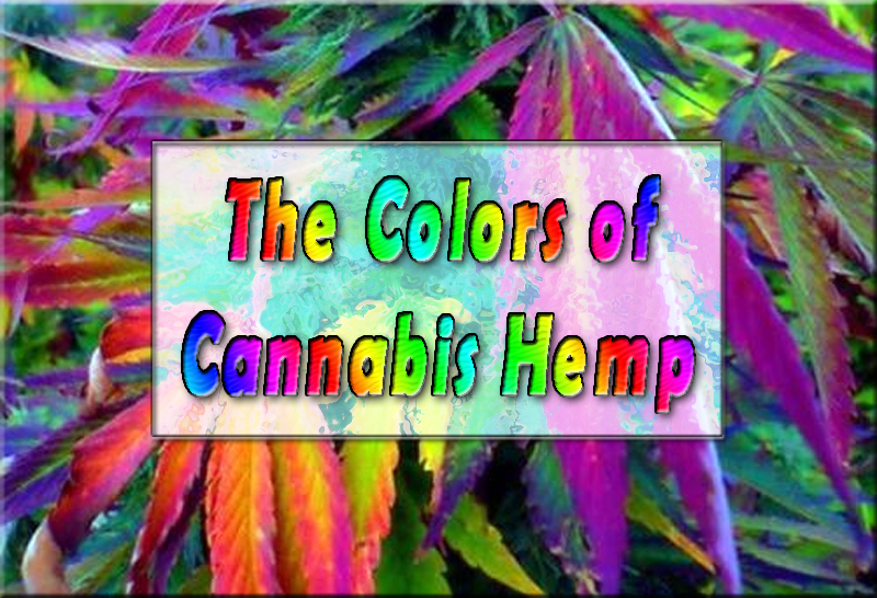 The Colors of Cannabis Hemp