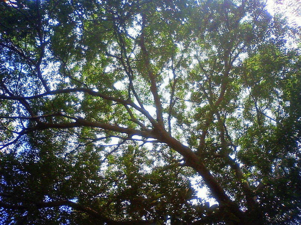 龍on古民家の木