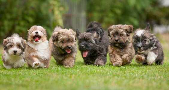 Importance of Puppy Play content media