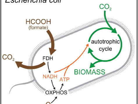 [生物技術] 改造大腸桿菌來固碳，能否為環境變遷帶來新的契機？ 20191129 Cell