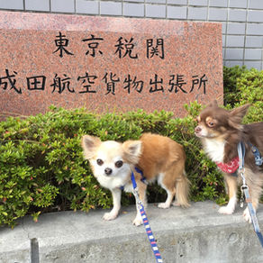 わんちゃんをAustraliaに入国させるには