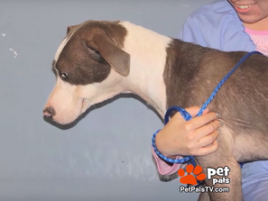 ASK TOM: Why is bloat dangerous for dogs?