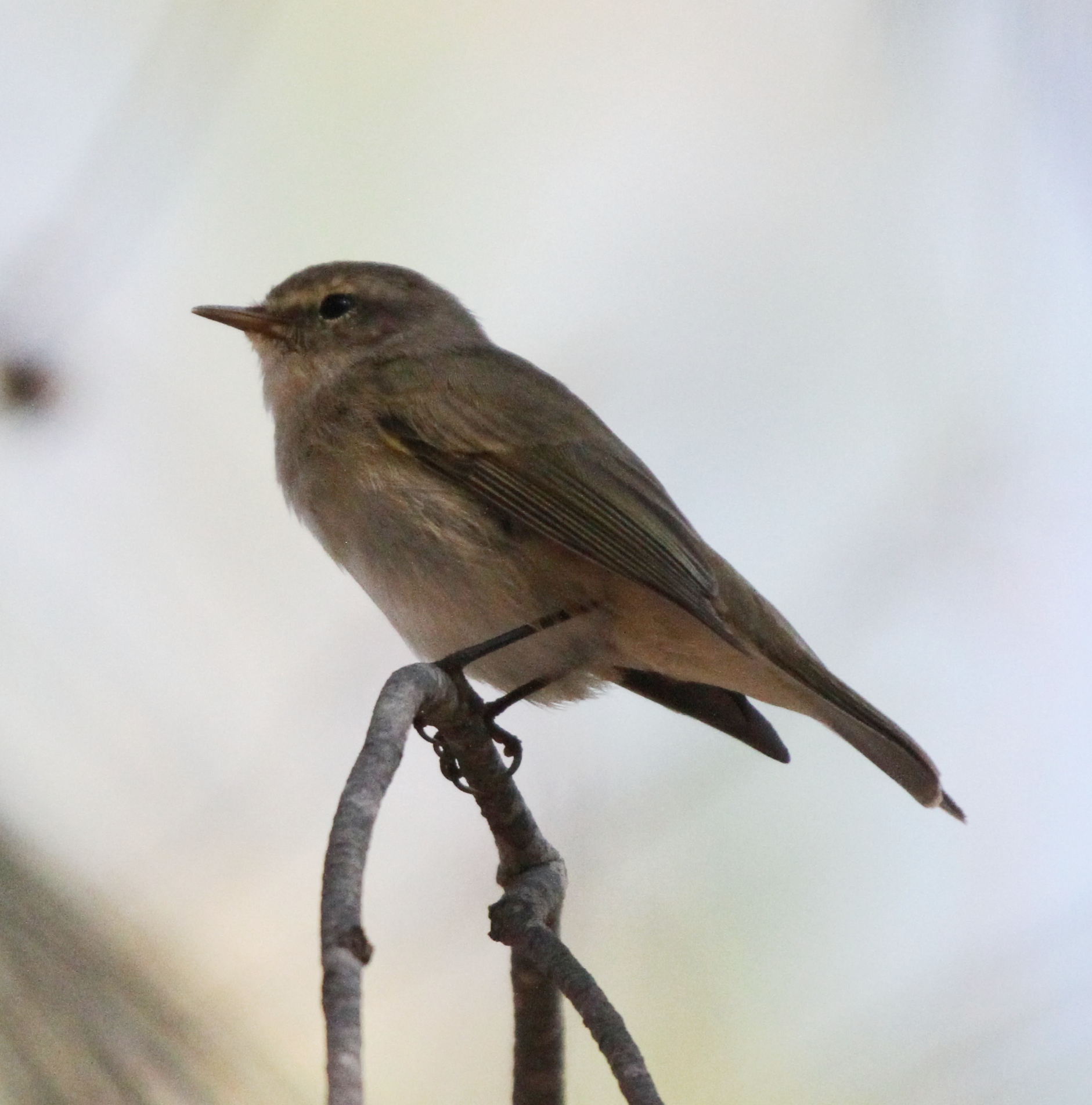 Which warbler? content media