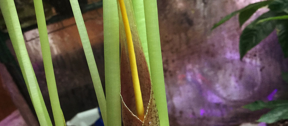 Little Stinker: A Corpse Flower's Smelly Relative