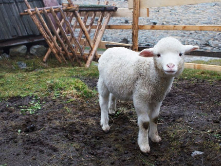 泰國總理讚譽的這款紐產品 紐總理不瞭解