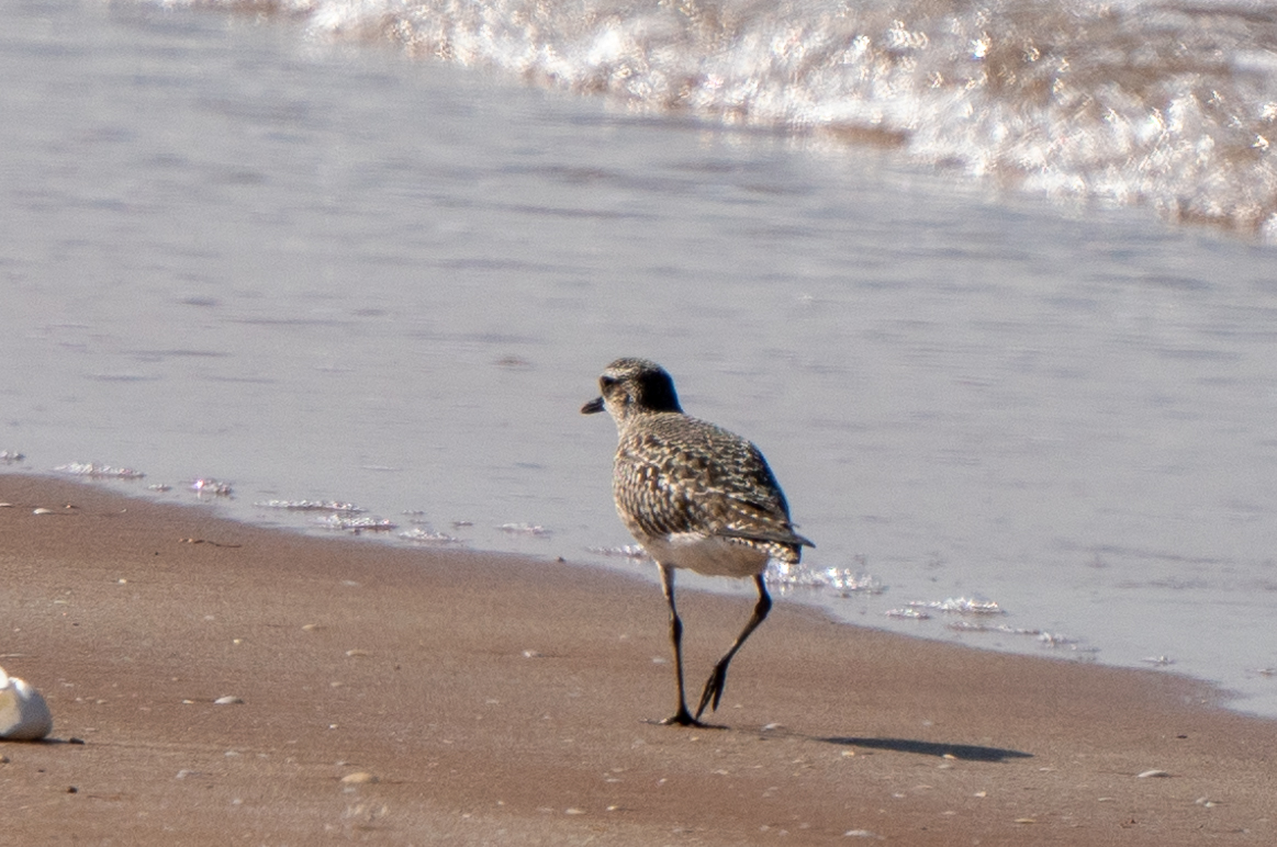 Grey or Golden Plover ?
content media