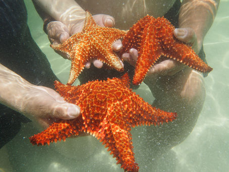 Help protect the Starfish