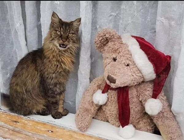 我說貓語,它說熊語,能幫忙找個翻譯嗎。