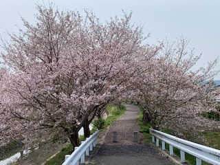 今年の桜🌸