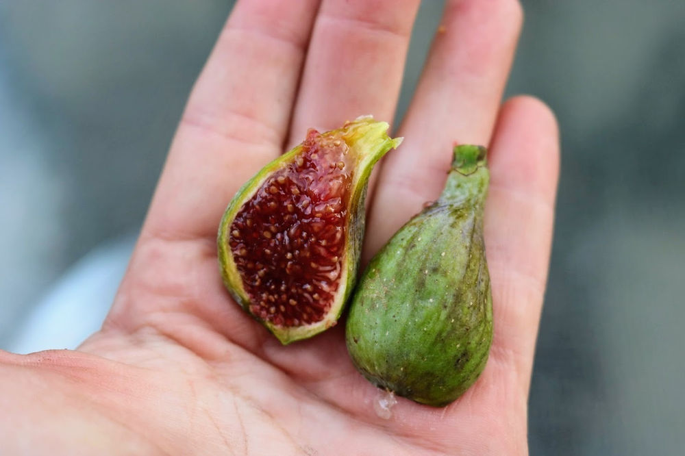 My Best Tasting Varieties of Figs