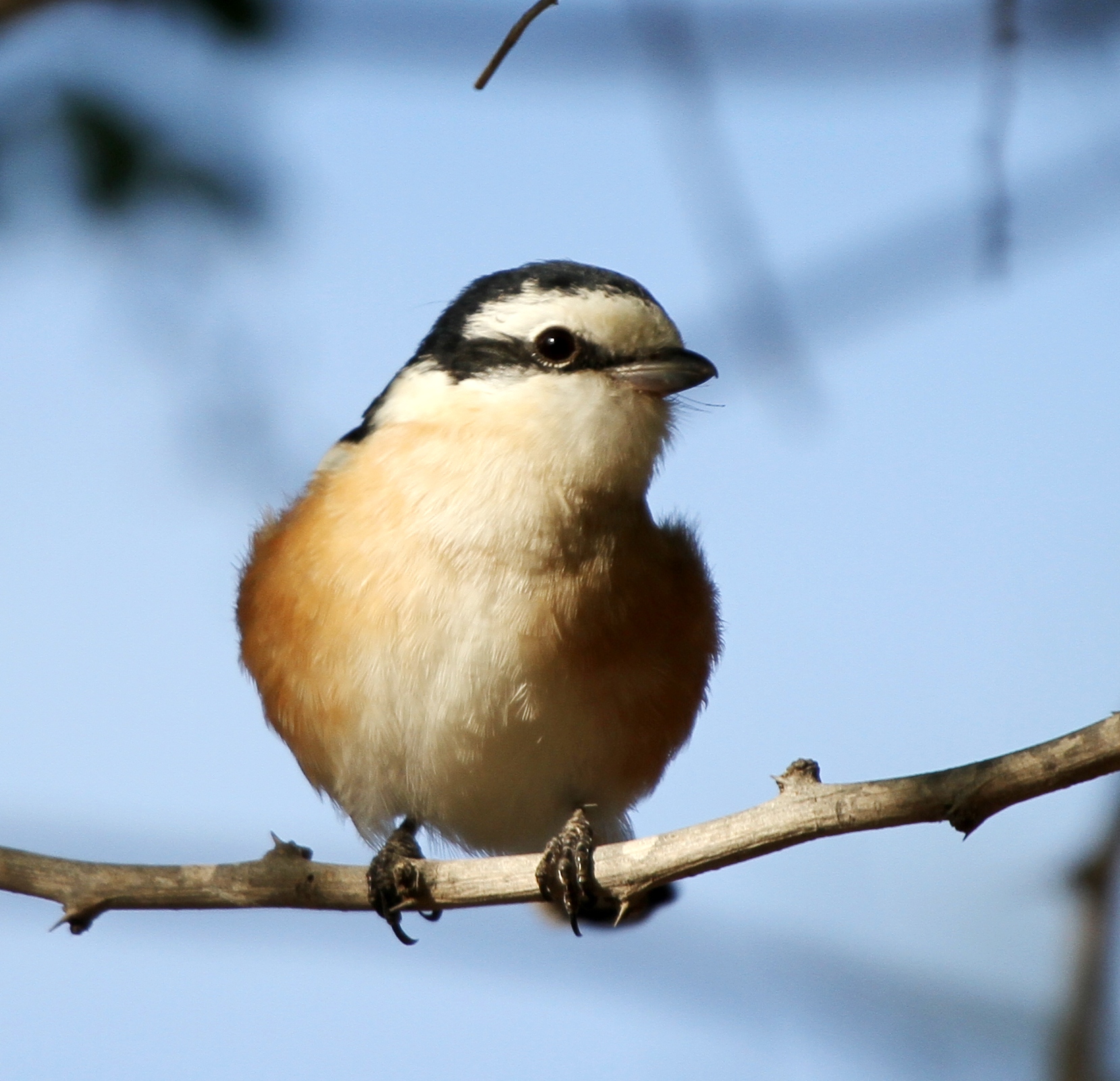 Masked shrike again content media