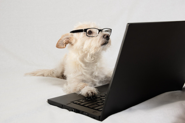 Reasons Why You Should Never Stop Teaching Your Dog New Tricks - Petdiary Dog Training Collar