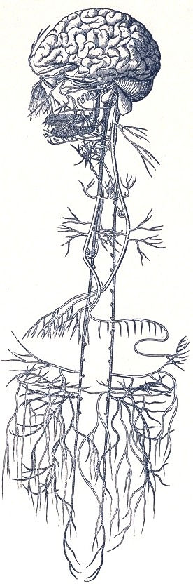 Tone Your Vagus Nerve For Better Sleep And Dreams