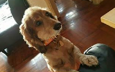 Hailey傳心個案分享 20 - 公主莎莎