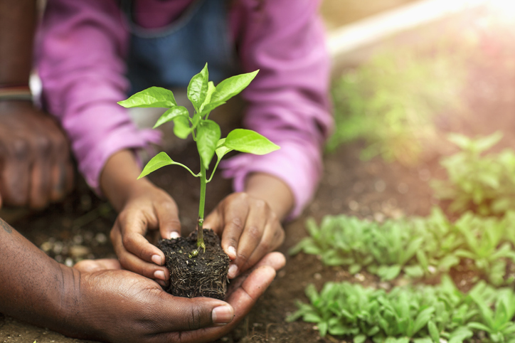 Community Food Systems Fellowship content media