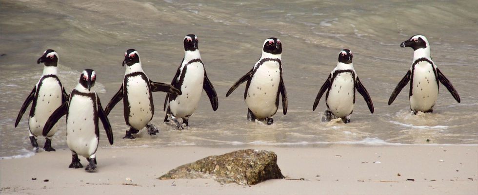 Pinguine in Südafrika