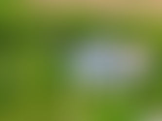 The Farm, The Beginning