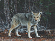 LES FAUX PROPHÈTES, FAUX DOCTEURS ET FAUX FRÈRES
