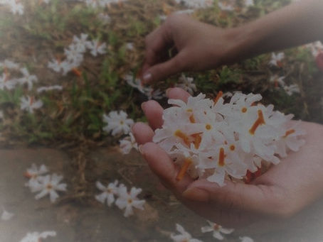 Parijaat | Harsingar | Shefali