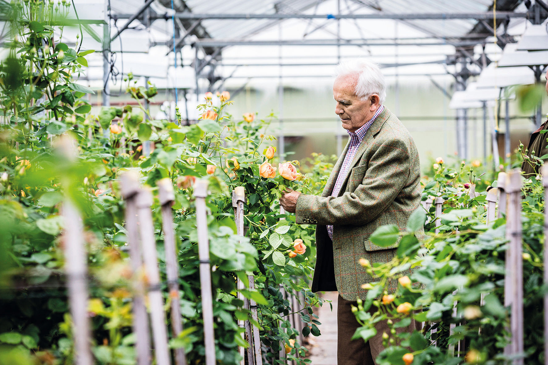 A Lifetime of Dedication: Remembering David C.H. Austin (1926-2018)