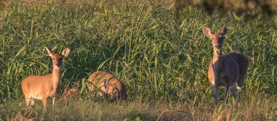 Positioning Wildlife and the Sun.