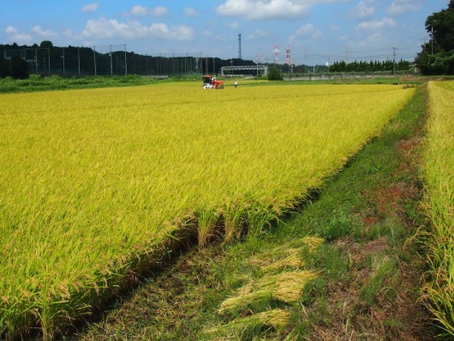 稲刈り本番