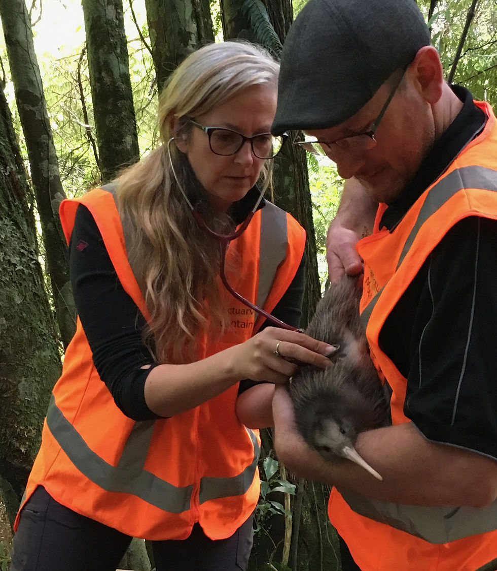 A vet listens to the chest of a wild kiwi with a stethoscope