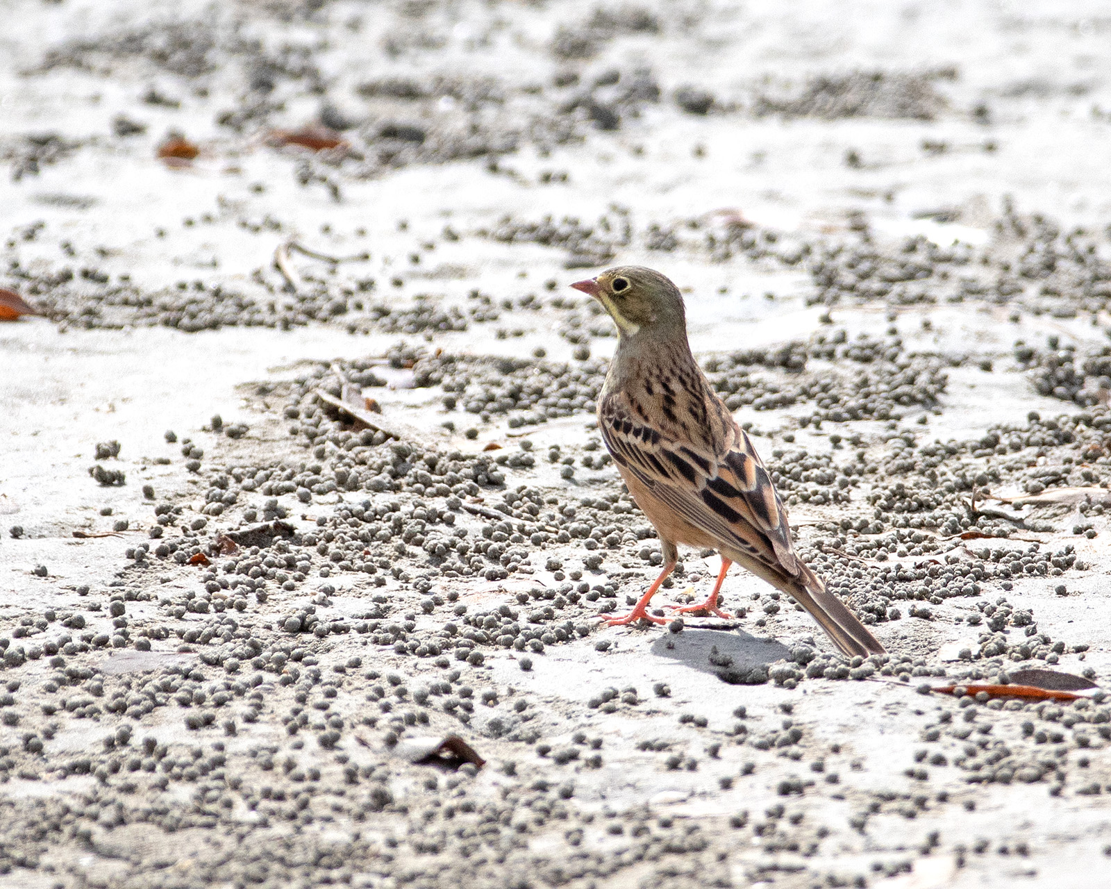 Call This Unknown Sparrow But Don't think It Is? content media