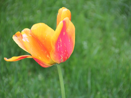 Spring Flowers.....
